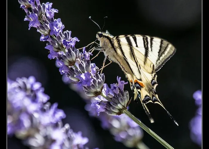 Picic Luka (Dugi Otok)