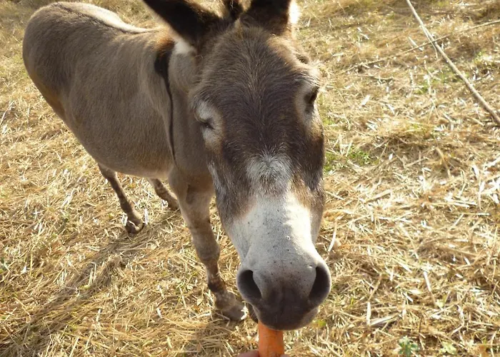 Picic B&B Luka (Dugi Otok)