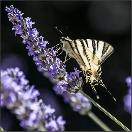 Bed & Breakfast Picic 3*