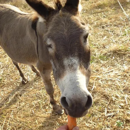 Picic فندق مبيت وإفطار Luka (Dugi Otok)